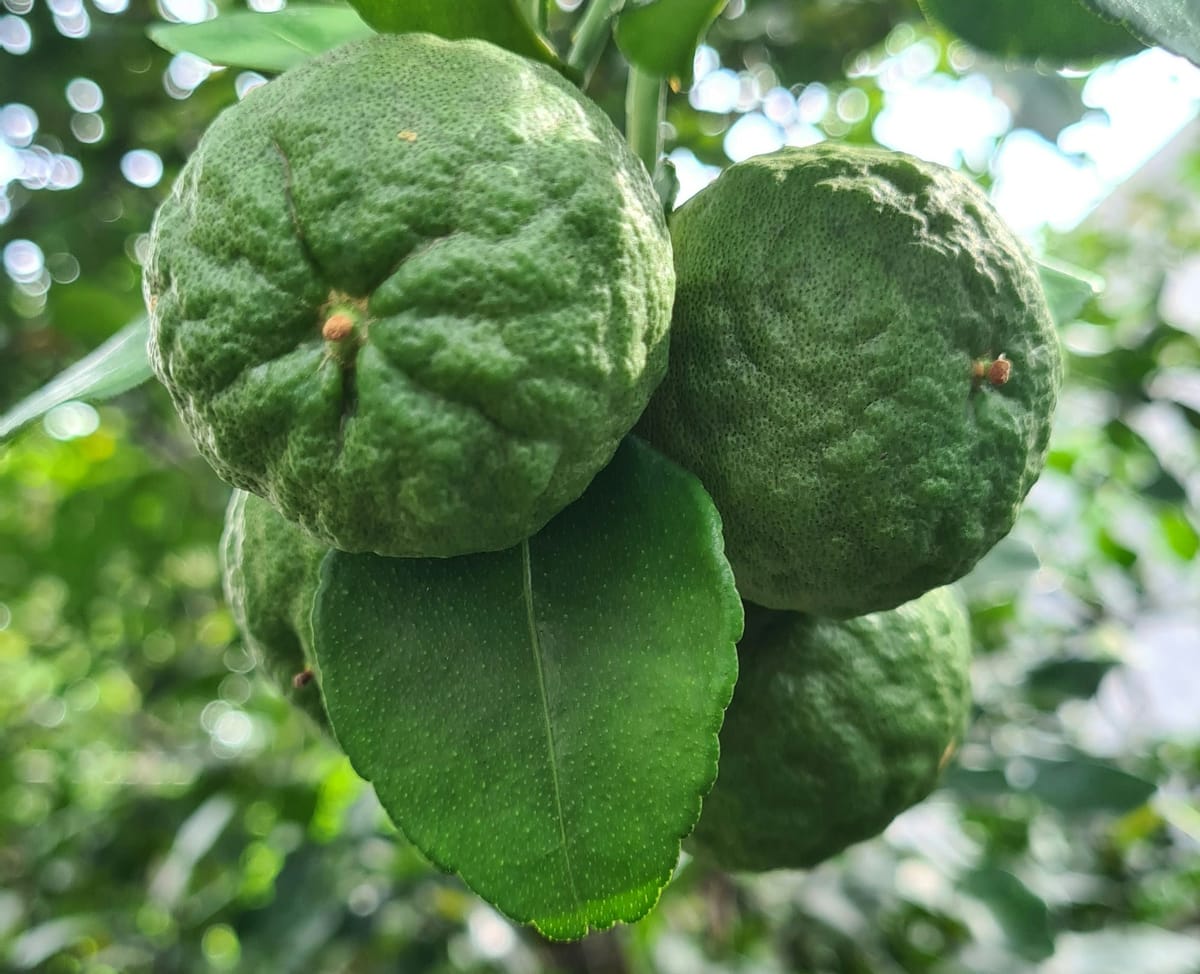 La lima kaffir: el cítrico aromático imprescindible de la cocina tailandesa